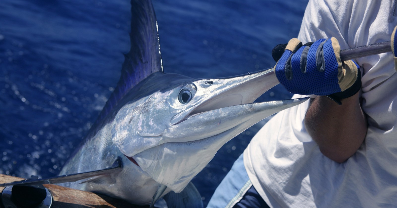 What Is The Best Bait For DeepSea Bottom Fishing? Irvine Lake