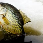 crappie fish being pulled from ice fishing hole
