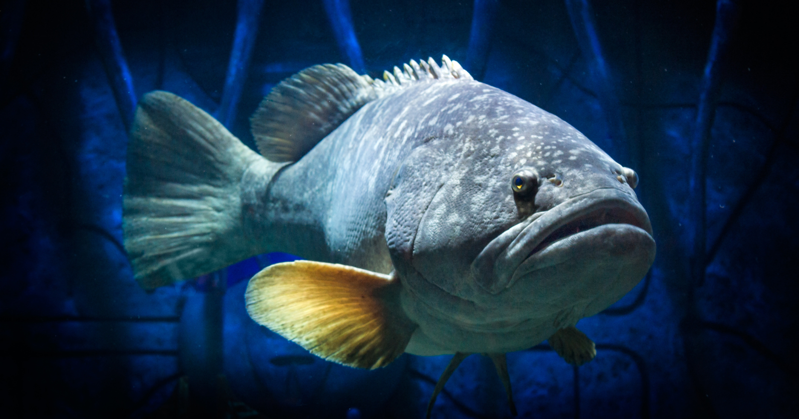 What Saltwater Fish Bite Best At Night? Irvine Lake