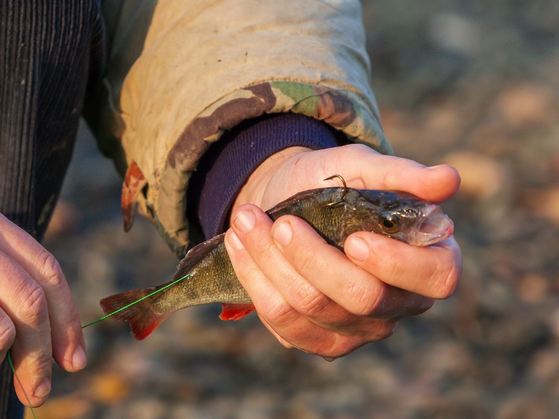 small perch fish being used as live bait