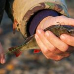 live perch fish for bait