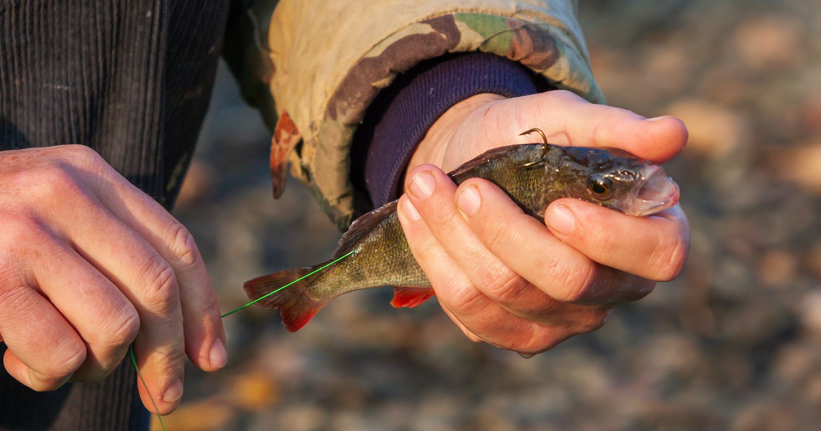Do You Need Live Bait For Ice Fishing? Irvine Lake