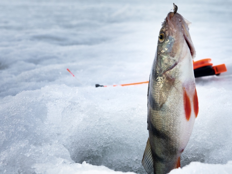perch fish being pulled from ice fishing hole
