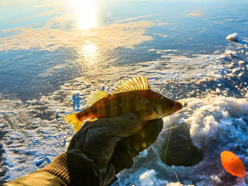 fisherman holding a small perch caught ice fishing