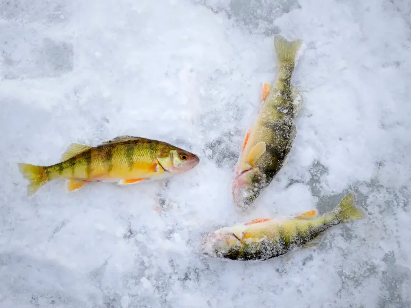 three perch fish lying on ice