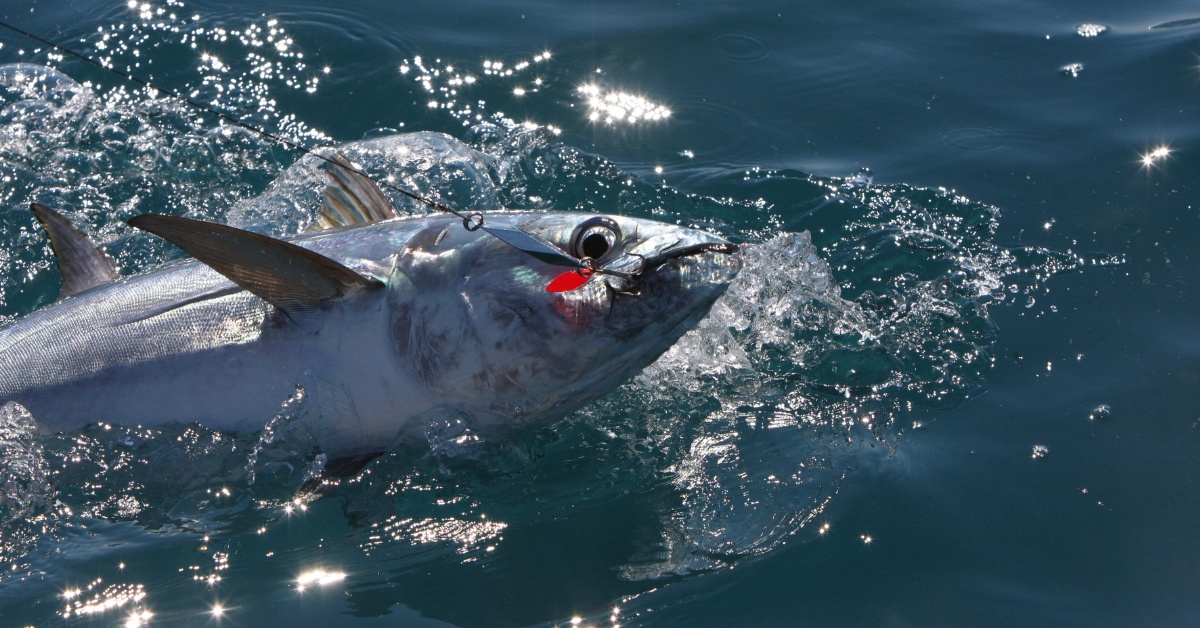 Why Do They Pull Tuna Behind Boat? Irvine Lake