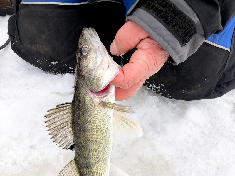 walleye being pulled from ice fishing hole