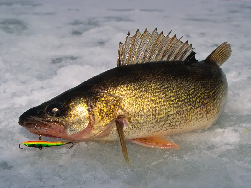 walleye fish caught ice fishing with lure in mouth