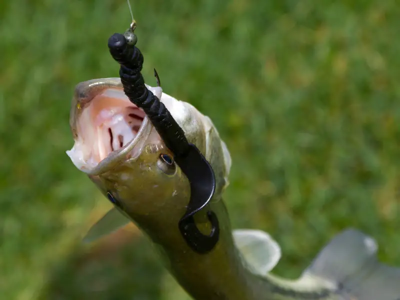a bass fish caught on a plastic worm