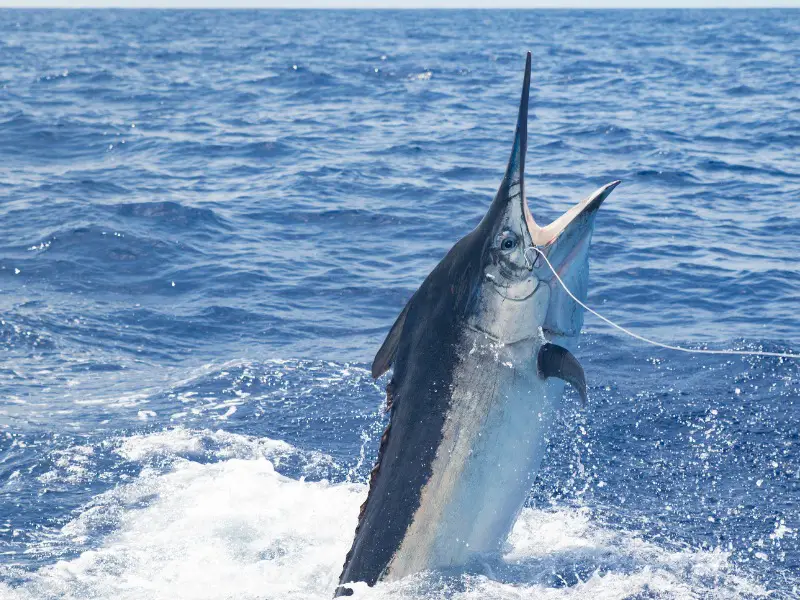 hooked marlin fish jumping out of the water