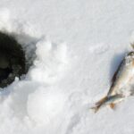 ice fishing hole and small fish