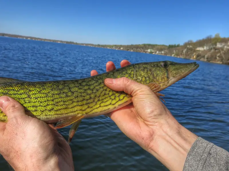caught northern pike in hands of fisherman