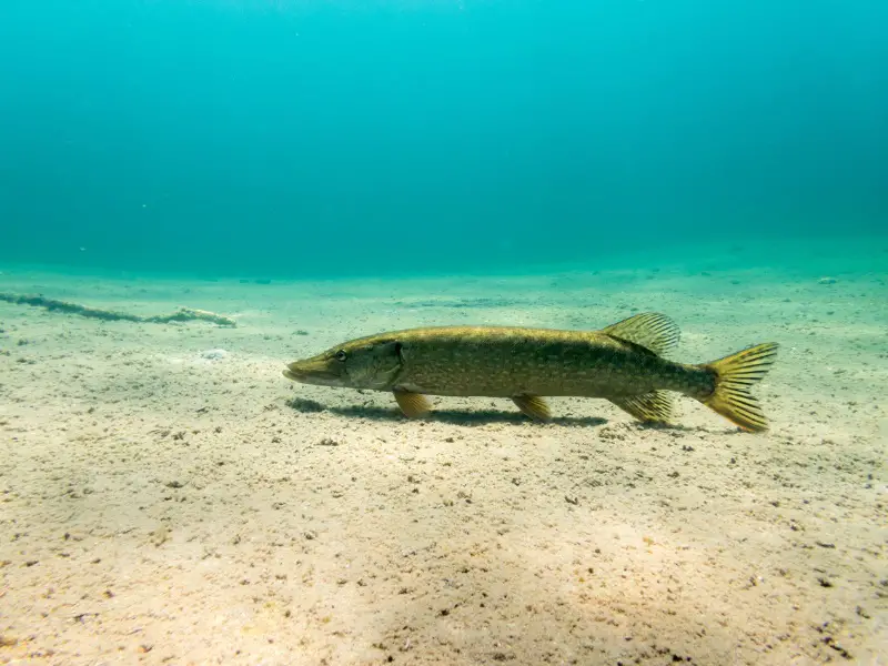 large pike fish swimming on a sandy bottom lake