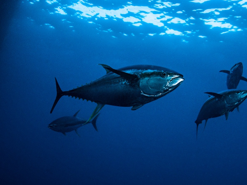 four tuna fish swimming in blue ocean 