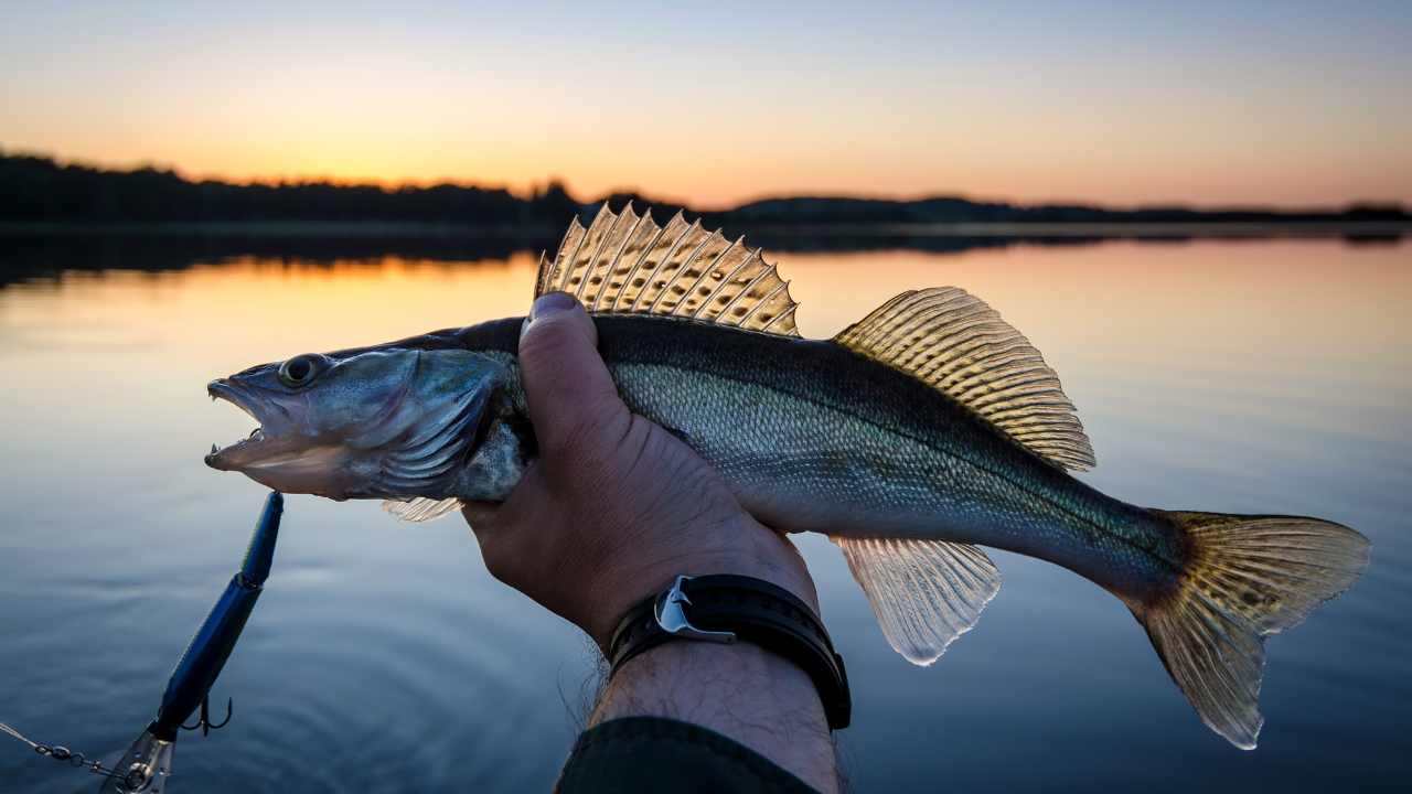 walleye fish in fishermens hand at sunset
