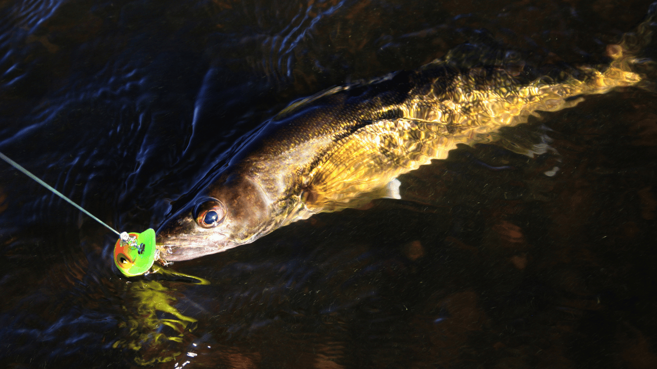 walleye fish on a lure being dragged through stained water